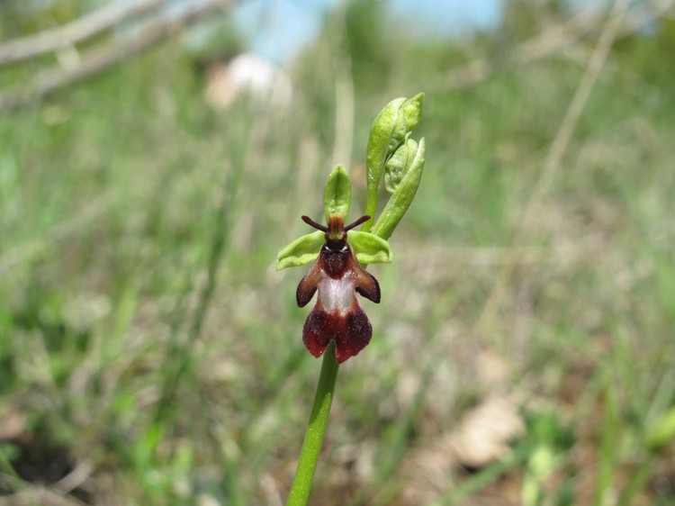 Ophrys insectifera